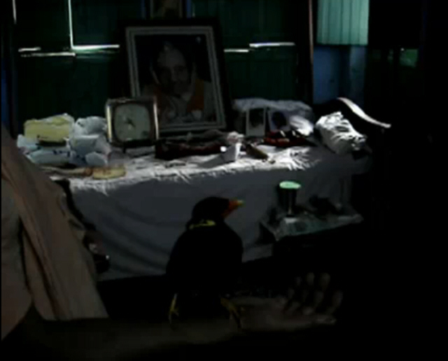 Mynah bird chanting Hare Krishna