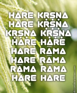 Hare Krishna Maha Mantra 116