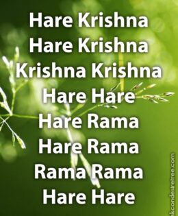 Hare Krishna Maha Mantra 241