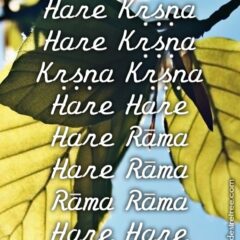 Hare Krishna Maha Mantra 527