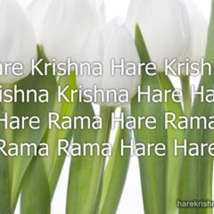 Hare Krishna Maha Mantra 156