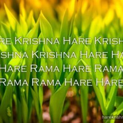 Hare Krishna Maha Mantra 331