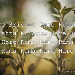 Hare Krishna Maha Mantra 334