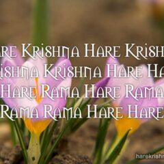 Hare Krishna Maha Mantra in Spanish 002