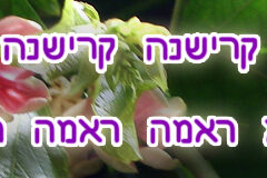 Hare Krishna Maha Mantra in Hebrew 004