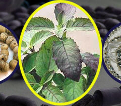 Why Chant on Tulsi Beads?